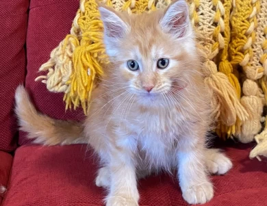 Red silver tabby male/ Red collar  Kittens for Sale