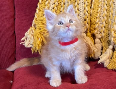 Red silver tabby male/ Red collar  Kittens for Sale