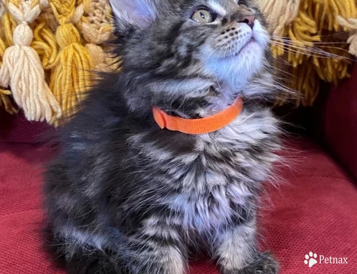 Silver tabby male Kittens for Sale