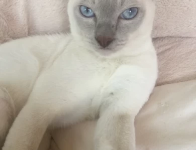 Tonkinese cats and kittens for sale