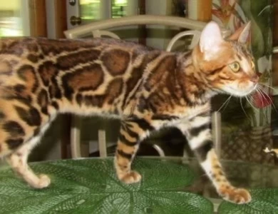  Trendar Bengal kittens for 35 years