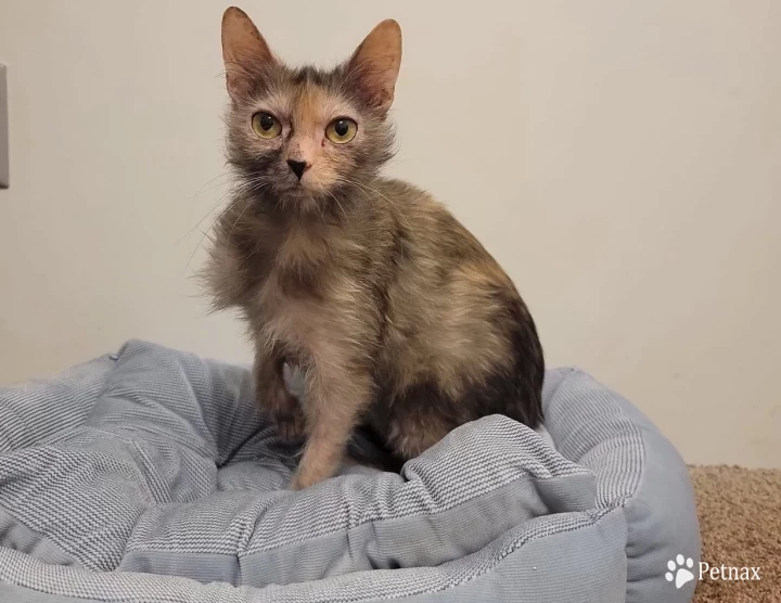 Scarlett Lykoi