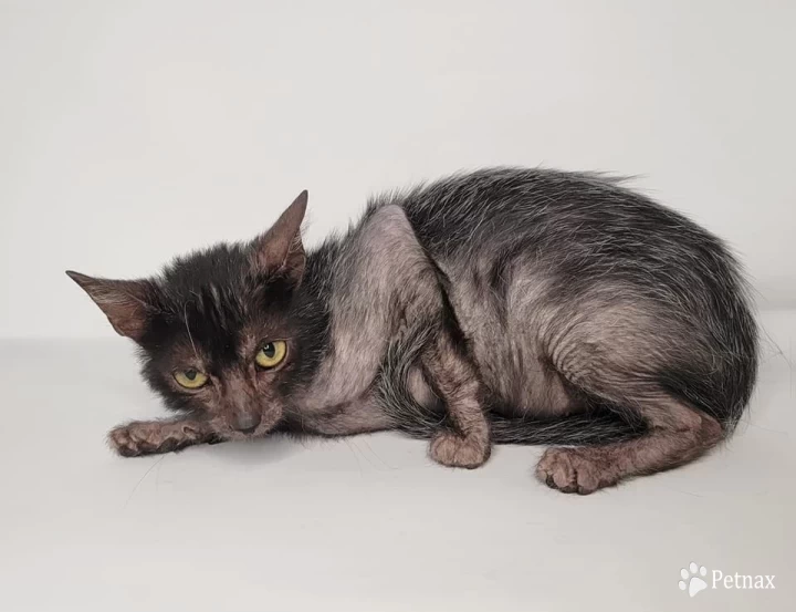 Aerie Lykoi