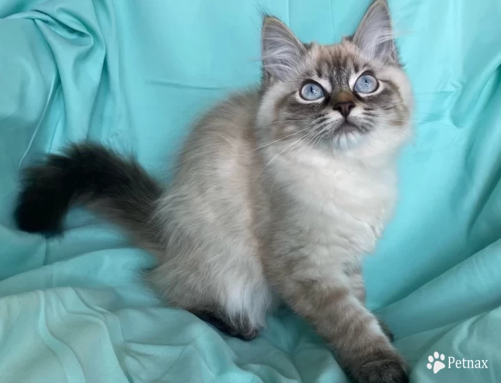 Nala Siberian