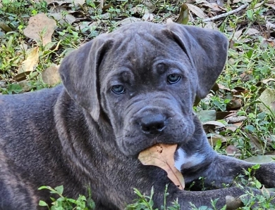 LunaLinks Cane Corsos
