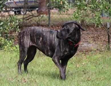 Lokeeta Bella Cane Corso