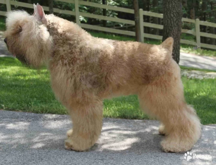 Chrysos Bouvier Des Flandre