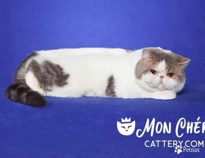 CH King Vita Nova De Ja Blue Exotic Shorthair