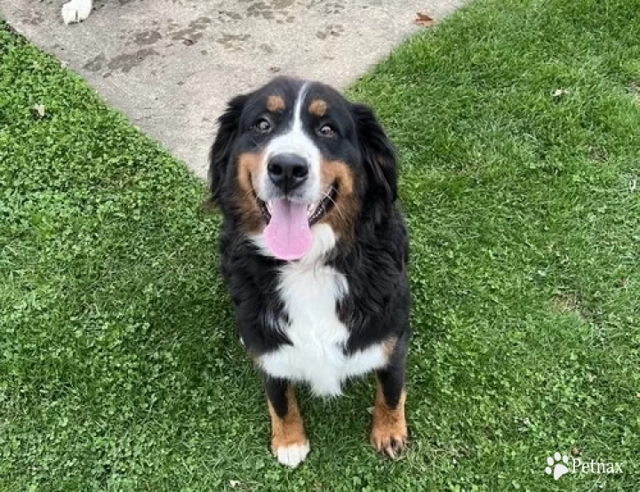 Sierra Bernese Mountain Dog