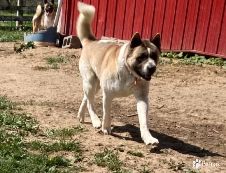 Bear Akita