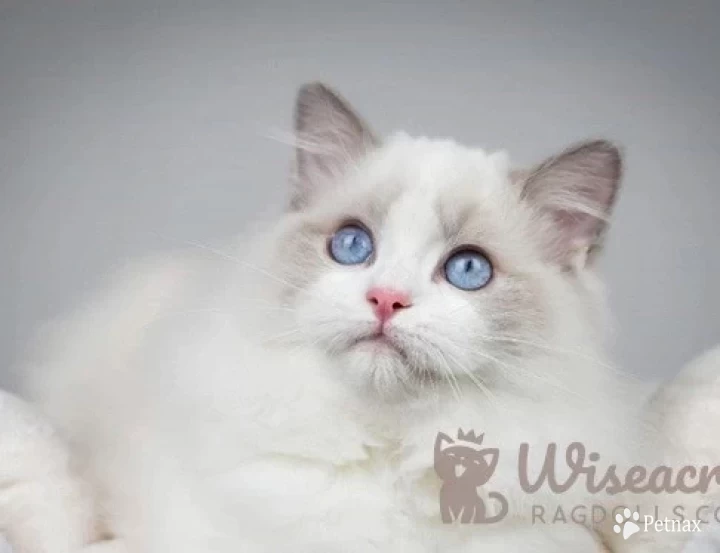 Wiseacres King Sabaton Ragdoll