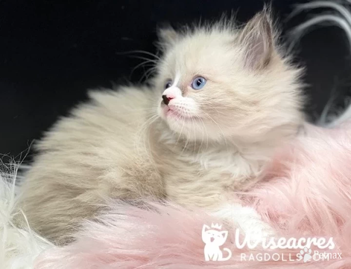 Wiseacres Babs Kittens for Sale