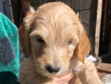 Charlie Chaplin Goldendoodle