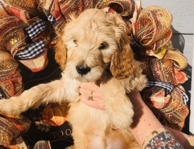 Charlie Chaplin Goldendoodle