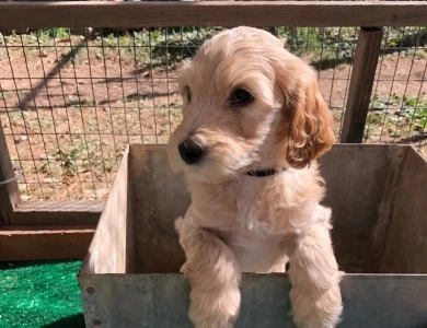 Charlie Chaplin Goldendoodle