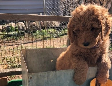 Marilyn Monroe Goldendoodle