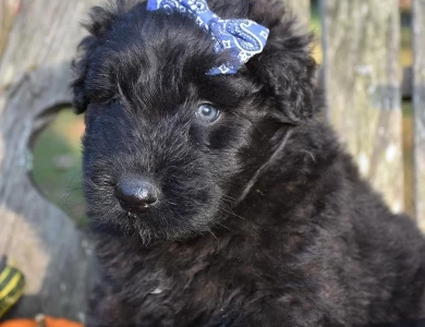 AKC Bouvier puppies available 
