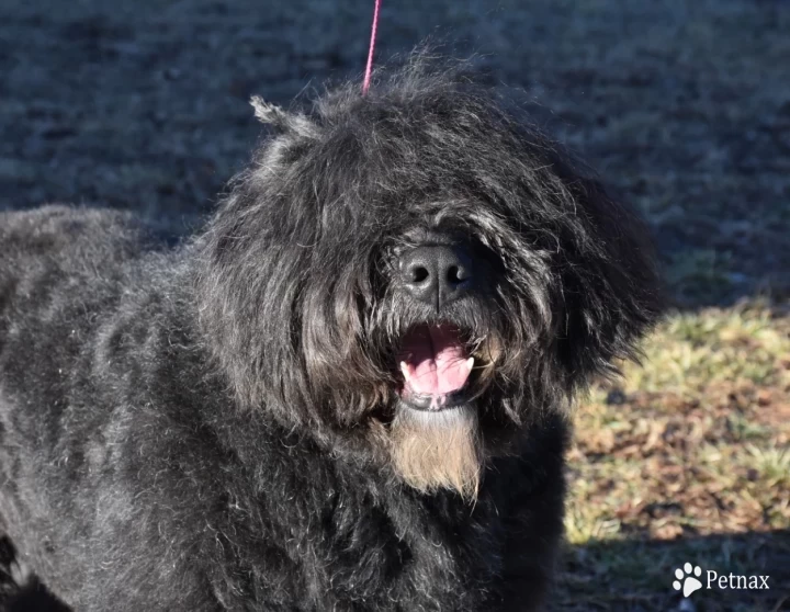 Logan Bouvier Des Flandre