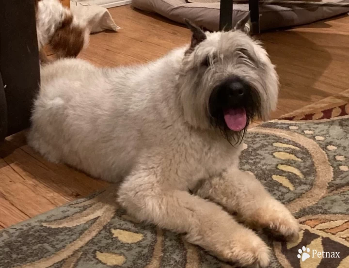 Buffy Bouvier Des Flandre