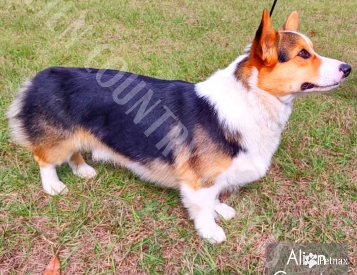 Worf Han So Low Pembroke Welsh Corgi