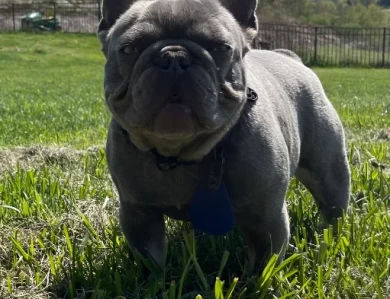 Eazy  French Bulldog