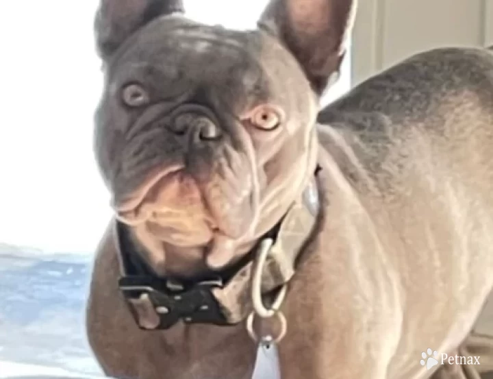 Zsa Zsa  French Bulldog