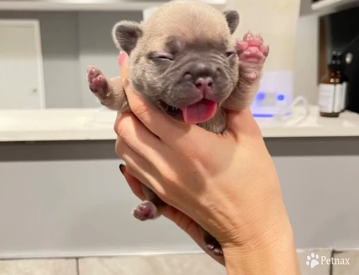 nugget  French Bulldog