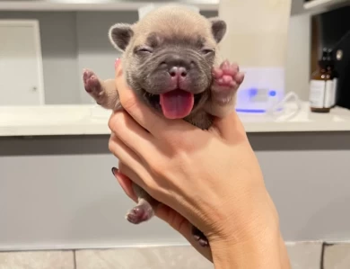 nugget  French Bulldog