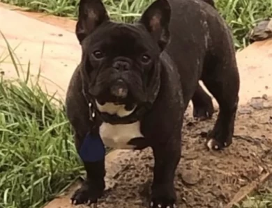 Pote French Bulldog