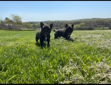 Blanca  French Bulldog