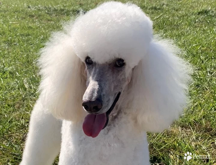 Yukon Standard Poodle