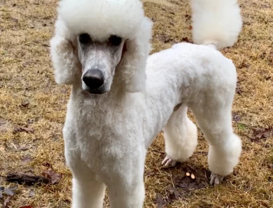 Yukon Standard Poodle