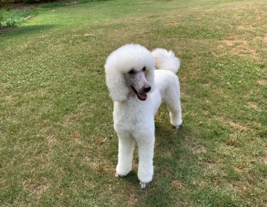 Yukon Standard Poodle