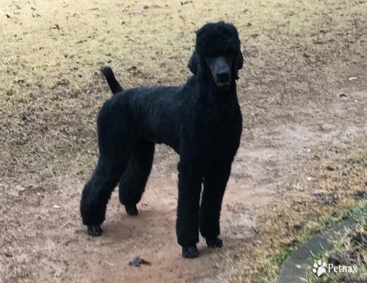 Jackson Standard Poodle