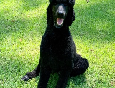 Jackson Standard Poodle