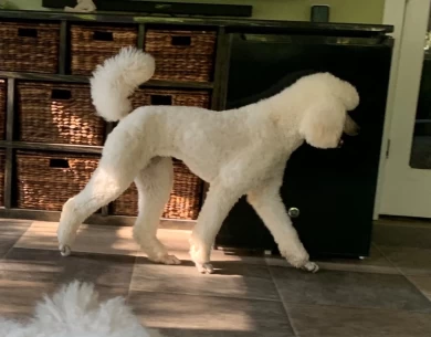 Lily Standard Poodle