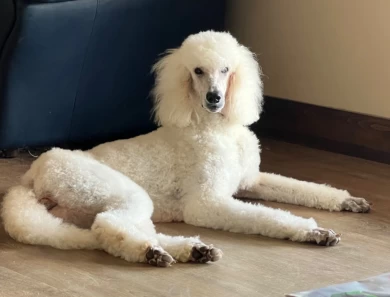 Lily Standard Poodle