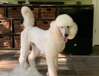 Lily Standard Poodle