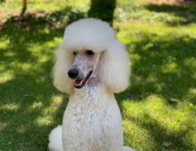 Lily Standard Poodle