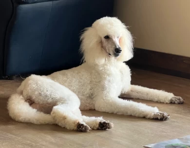 Lily Standard Poodle