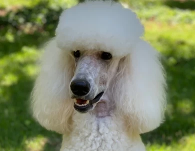 Lily Standard Poodle