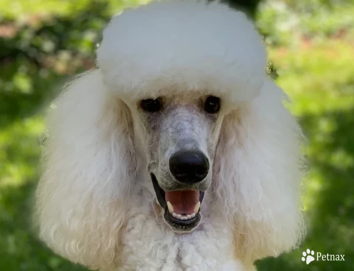 Lily Standard Poodle