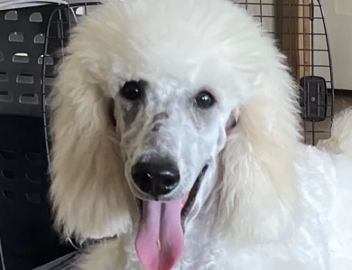 Rivers Standard Poodle