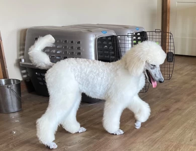 Rivers Standard Poodle