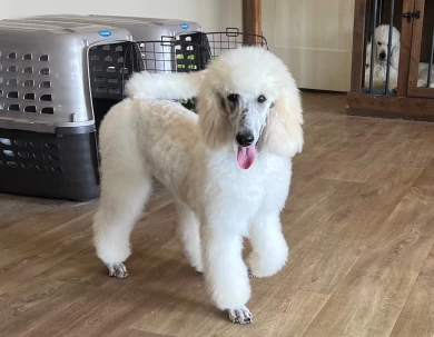 Rivers Standard Poodle