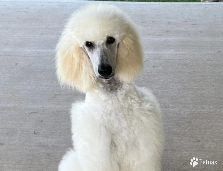 Rivers Standard Poodle