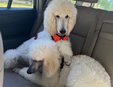 Knots  Standard Poodle