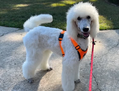 Captain Standard Poodle