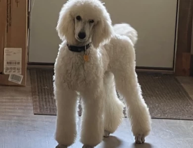 Captain Standard Poodle