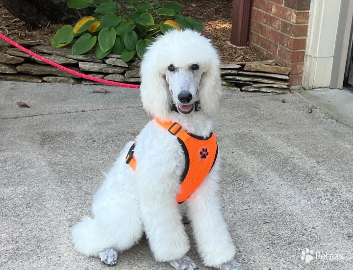 Captain Standard Poodle